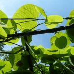 Aristolochia macrophylla / Pfeifenwinde