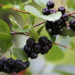 Apfelbeere / Aronia prunifolia