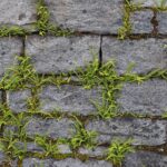 Braunstieliger Streifenfarn / Asplenium trichomanes