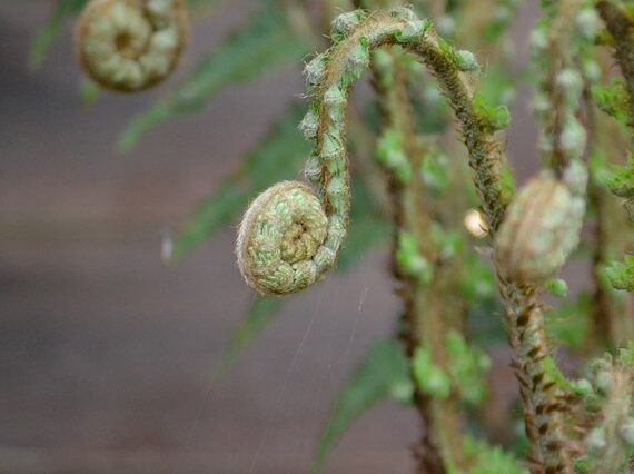 Athyrium filix-femina / Wald-Frauenfarn