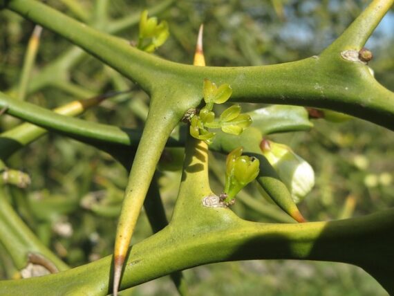 Poncirus trifoliata oder Bitterorange