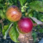 Boskoop Apfel / Malus Boskoop