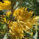 Calocedrus decurrens 'Aureovariegata', Kalifornische Flusszeder