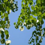 Cercidiphyllum japonicum