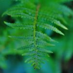 Wurmfarn / Dryopteris filix-mas