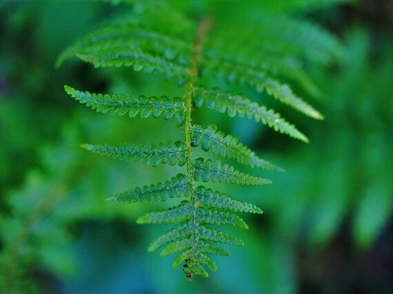 Wurmfarn / Dryopteris filix-mas