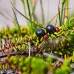 Empetrum nigrum / Krähenbeere