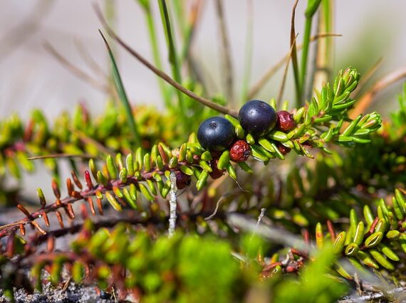 Empetrum nigrum / Krähenbeere