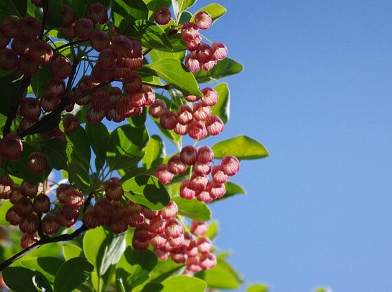 Enkianthus campanulatus / Prachtglocke