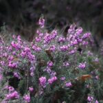 Schneeheide Challenger / Erica carnea Challenger