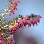 Erica carnea / Schneeheide / Grauheide