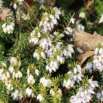 Erica carnea 'Springwood White' / Schneeheide 'Springwood White'