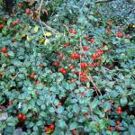 Gaultheria procumbens / Scheinbeere