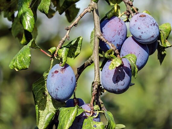 Hauszwetschge / Prunus domestica Hauszwetschge