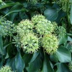 Strauchefeu Arborescens / Hedera helix Arborescens