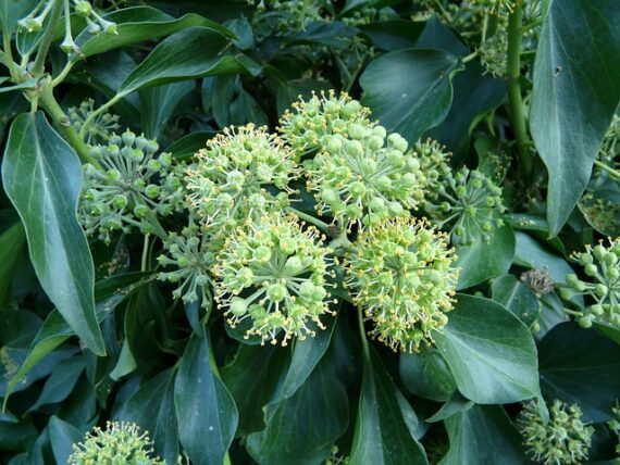 Strauchefeu Arborescens / Hedera helix Arborescens