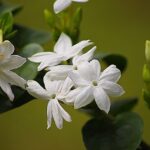 Jasminum officinale / Echter Jasmin