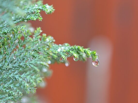 Juniperus horizontalis Glauca / Blauer Kriechwacholder