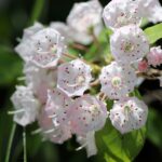 Berglorbeer / Kalmia latifolia Elf