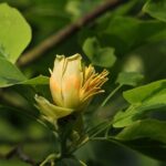 Tulpenbaum / Liriodendron tulipifera