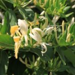 Lonicera caprifolium / Geissblatt / Heckenkirsche