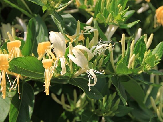 Lonicera caprifolium / Geissblatt / Heckenkirsche