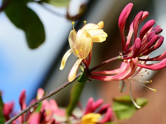 Lonicera caprilia Imperial / Wald-Geissblatt