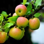 Malus Goldparmäne / Apfel Goldparmäne