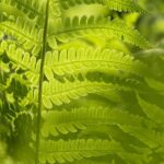 Matteuccia struthiopteris / Europäischer Straußenfarn