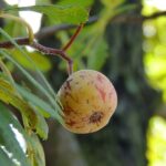 Mispel / Mespilus germanica