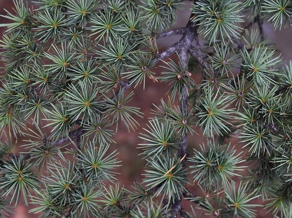Zuckerhutfichte / Picea glauca Conica