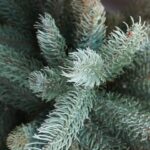 Picea pungens Glauca Globosa / Kleine Blaufichte