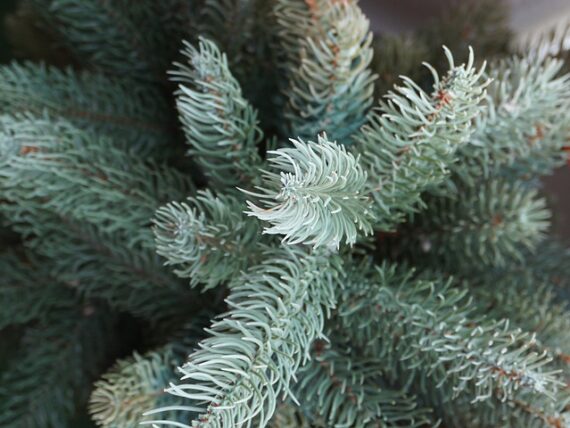 Picea pungens Glauca Globosa / Kleine Blaufichte