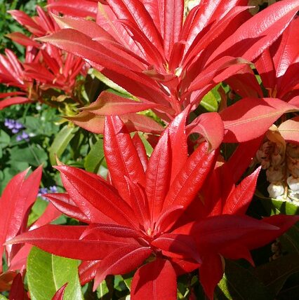 Lavendelheide / Pieris japonica Forest Flame