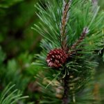 Pinus mugo Benjamin / Zwergkiefer Benjamin