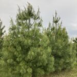 Pinus wallichiana / Tränenkiefer