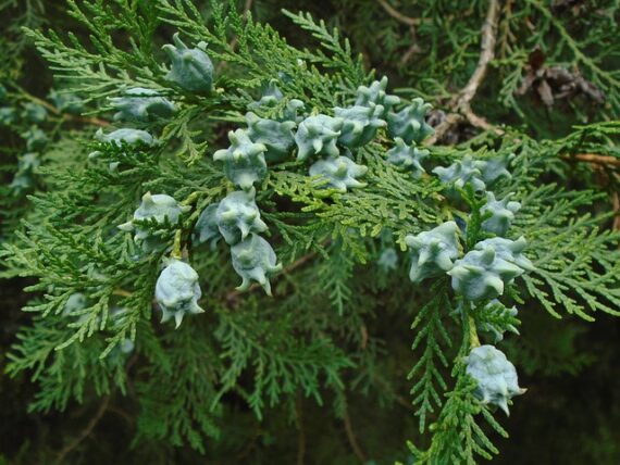 Platycladus orientalis Aurea Nana / Morgenländischer Lebensbaum Aurea Nana