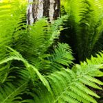 Schildfarn / Polystichum aculeatum