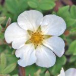 Potentilla fruticosa Abbotswood Fingerstrauch Abbotswood