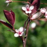 Prunus cistena / Zwergblutpflaume
