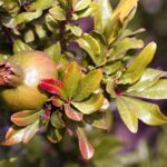 Granatapfel / Punica granatum Pleniflora