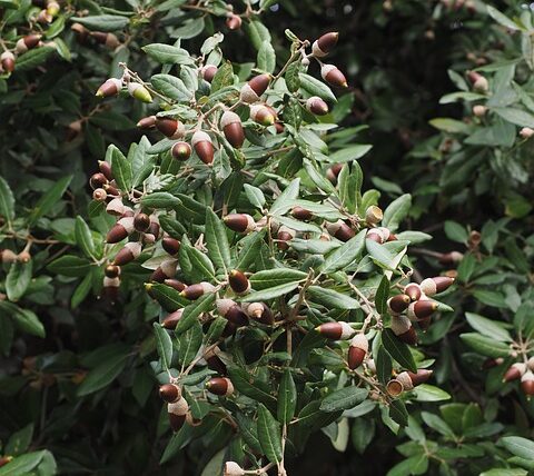 Steineiche / Quercus ilex