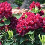 Rhododendron-Hybriden 'Abba' / Rhododendron Abba