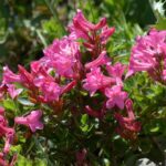 Rhododendron hirsutum / Bewimperte Alpenrose