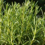 Rosmarin / Rosmarinus officinalis