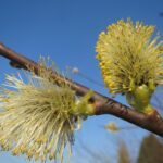 Salix aurita / Ohrweide