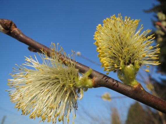 Salix aurita / Ohrweide