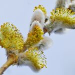 Salix daphnoides / Reifweide