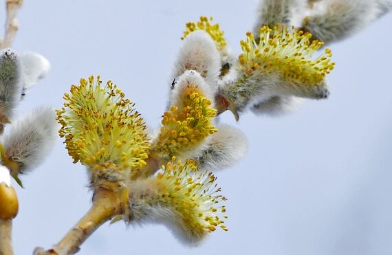 Salix daphnoides / Reifweide