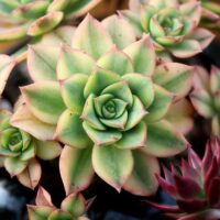 Sempervivum / Hauswurz / Dachwurz / Steinrose
